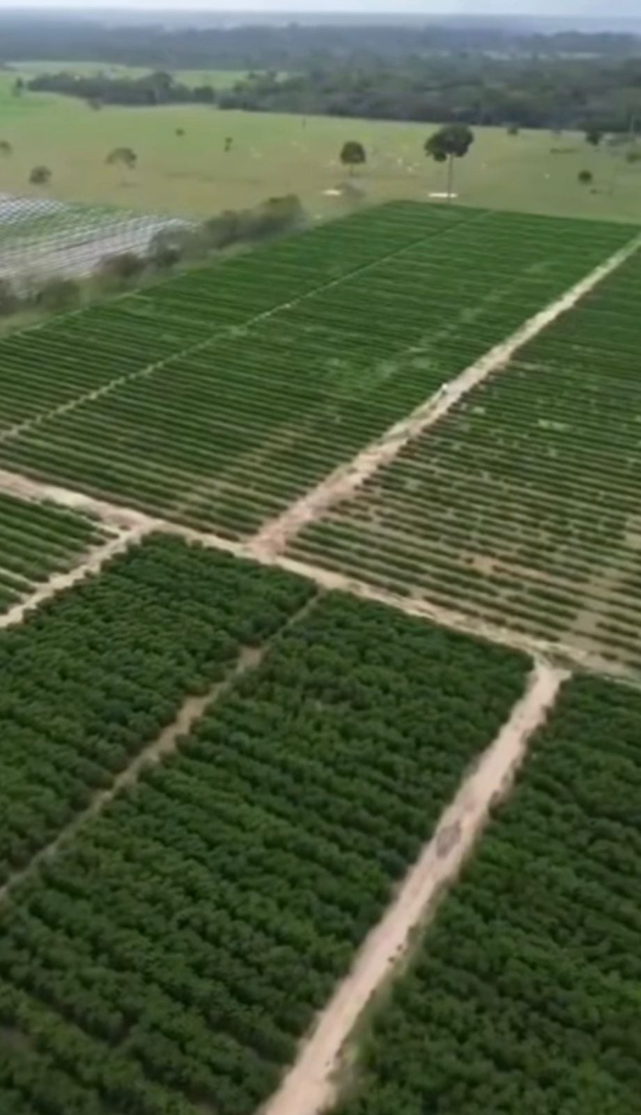 Publicação mostra áreas em produção, plantio recente e destaca expansão gradual da lavoura.