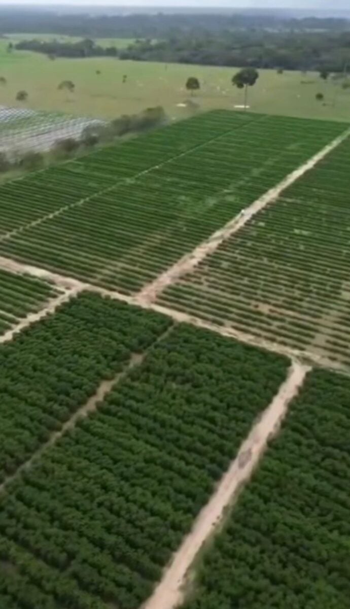 Publicação mostra áreas em produção, plantio recente e destaca expansão gradual da lavoura.