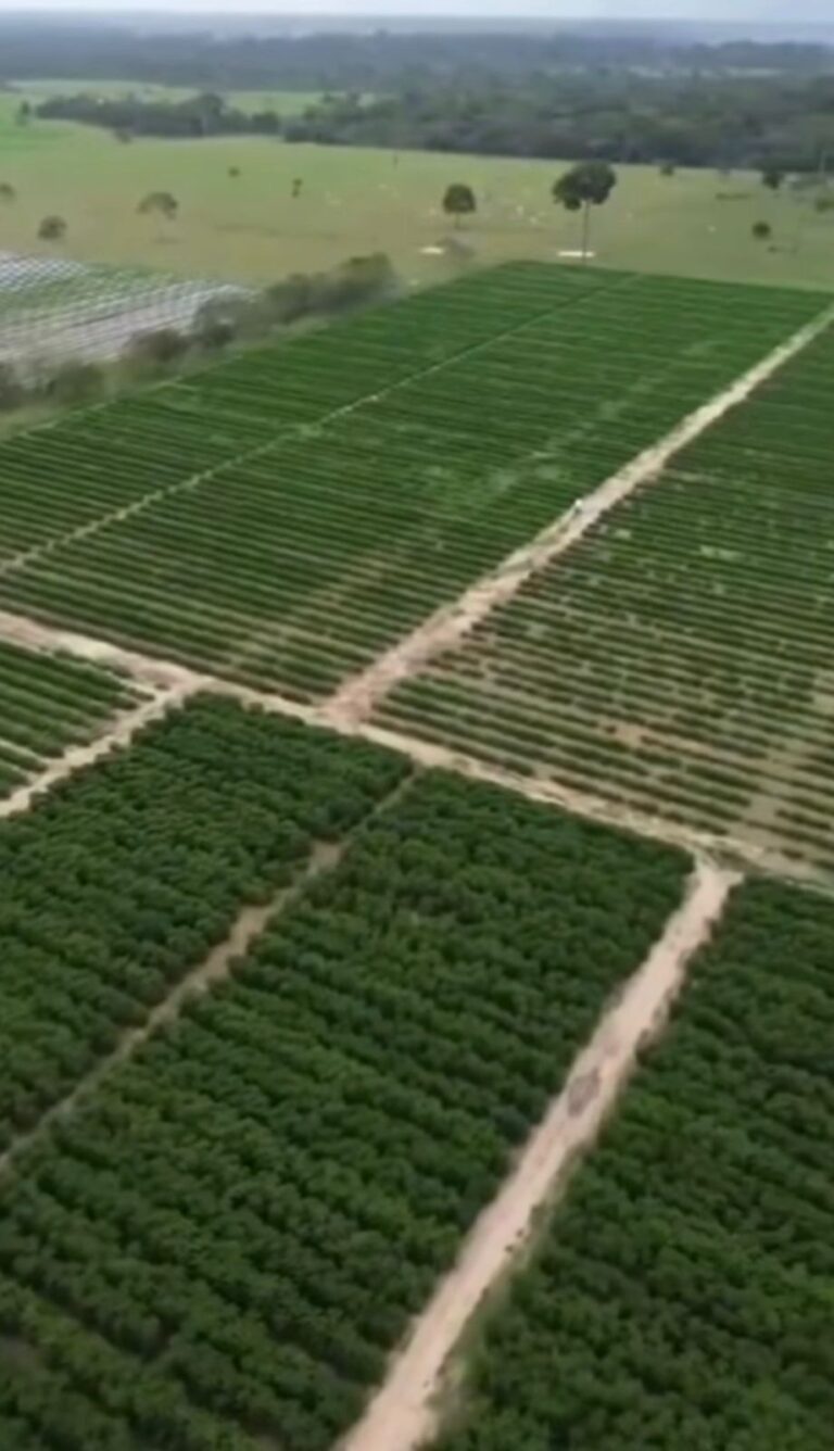 Bocalom mostra lavoura de café e detalha produção em vídeo nas redes