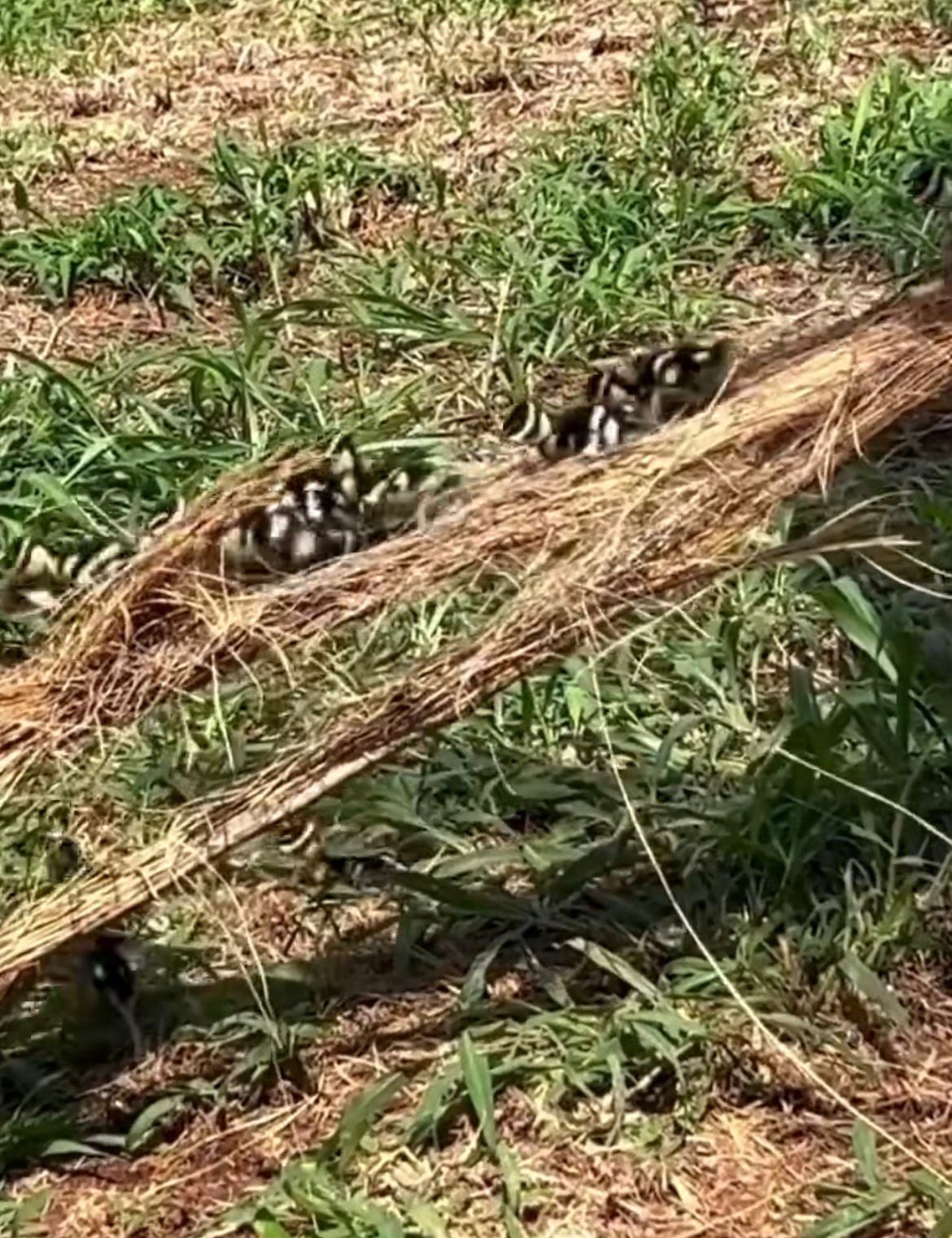 Imagens mostram patinhos abrigados dentro de tronco de coqueiro; cena viralizou e reforça importância da preservação ambiental.