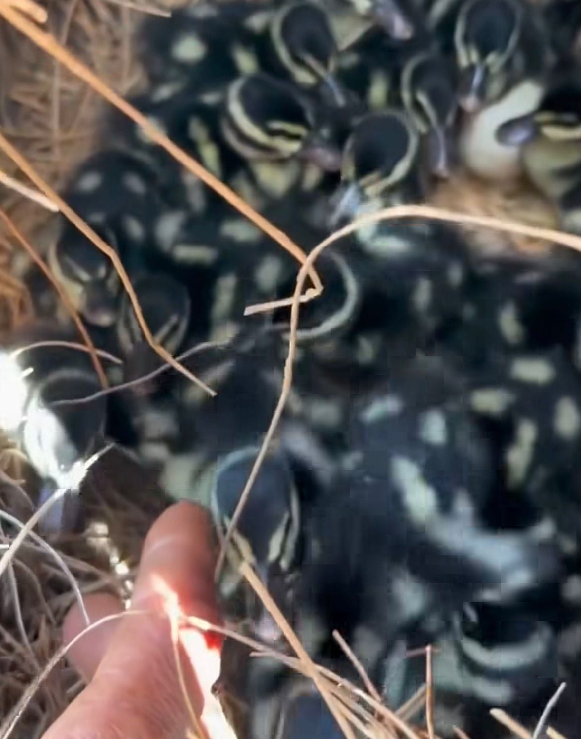 Imagens mostram patinhos abrigados dentro de tronco de coqueiro; cena viralizou e reforça importância da preservação ambiental.
