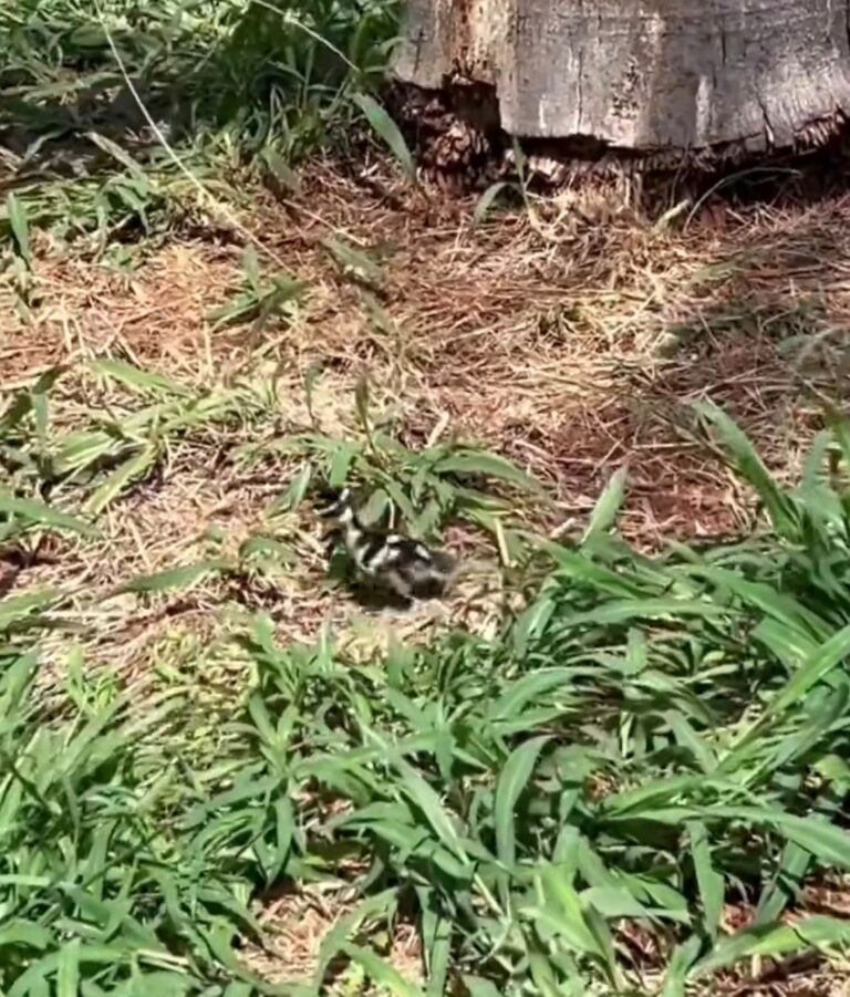 Vídeo mostra ninho de patos dentro de coqueiro e encanta internautas