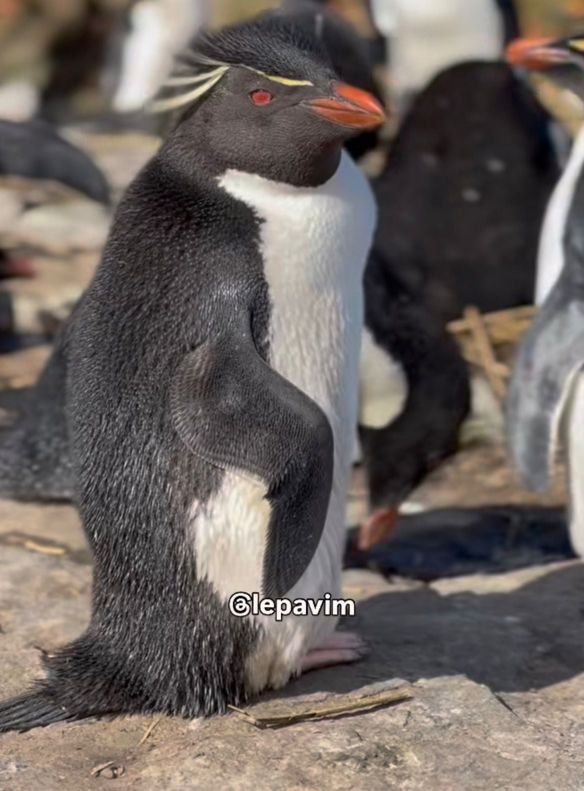 Vídeo mostra pinguins das Ilhas Falklands em habitat selvagem, em registro compartilhado