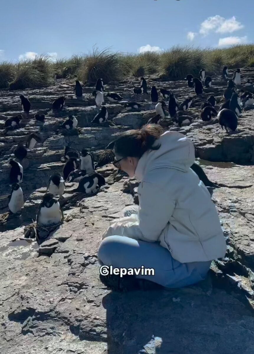 Vídeo mostra pinguins das Ilhas Falklands em habitat selvagem, em registro compartilhado pela influencer.