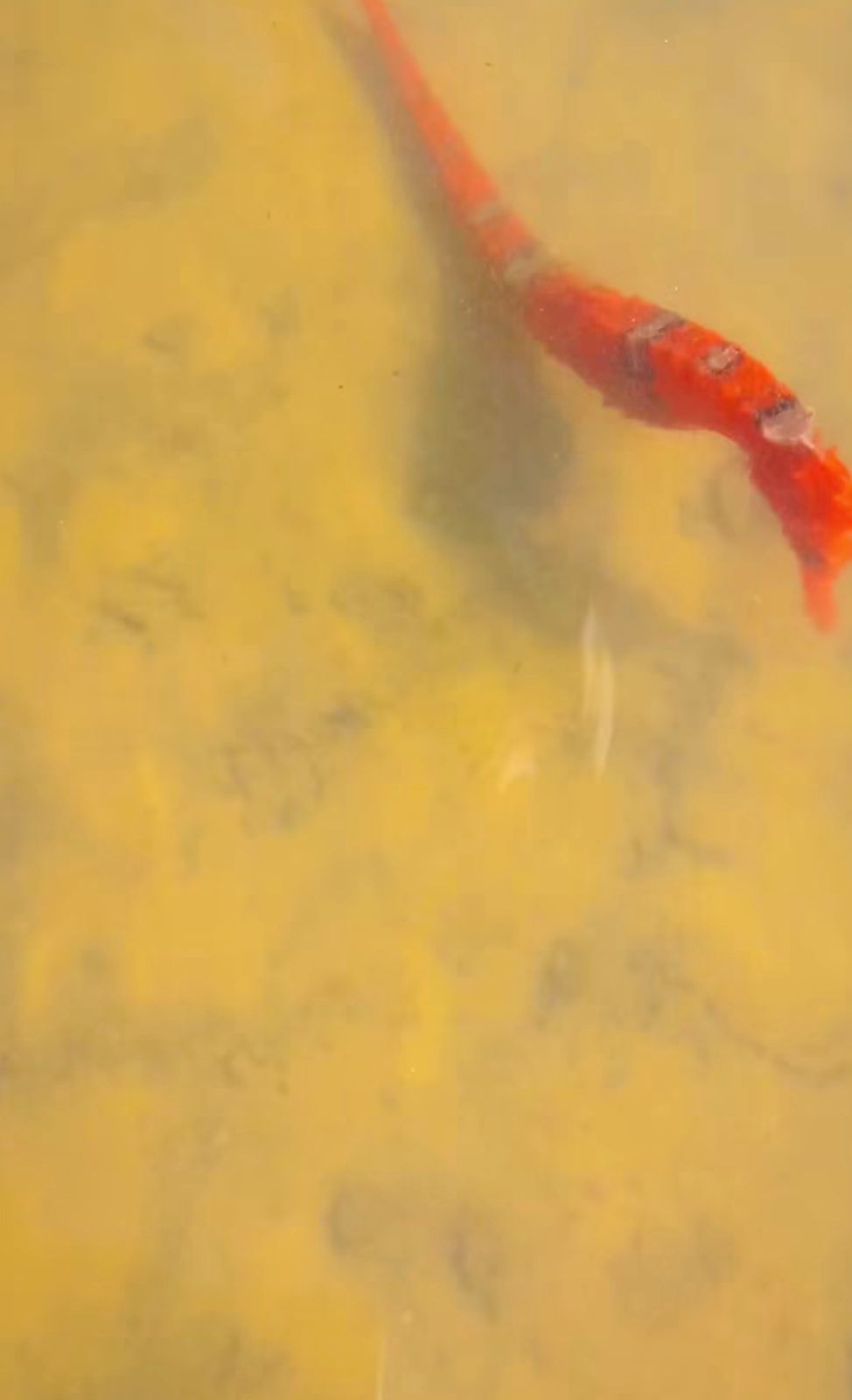 Aparição de cavalo-marinho em Atins reacende debate sobre preservação e qualidade ambiental da região.