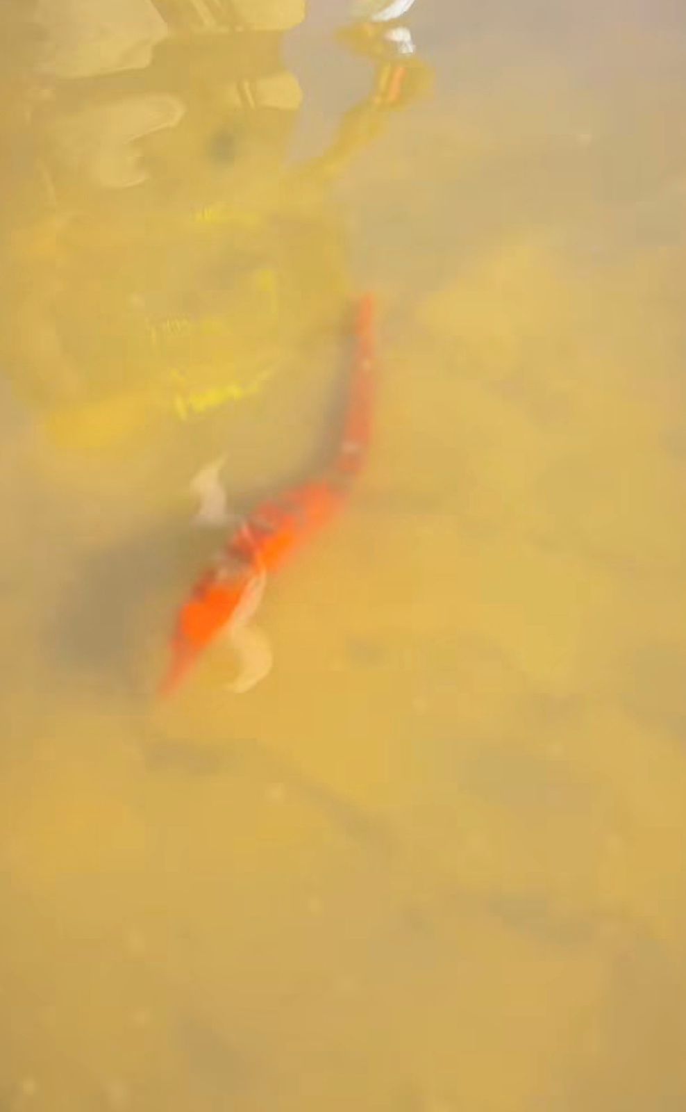 Aparição de cavalo-marinho em Atins reacende debate sobre preservação e qualidade ambiental da região.