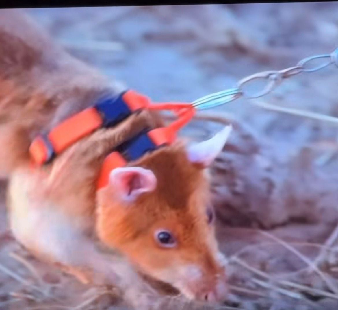 Casal conhecido por registrar viagens pelo mundo compartilhou imagens de ratos treinados que ajudam a detectar minas e até tuberculose.