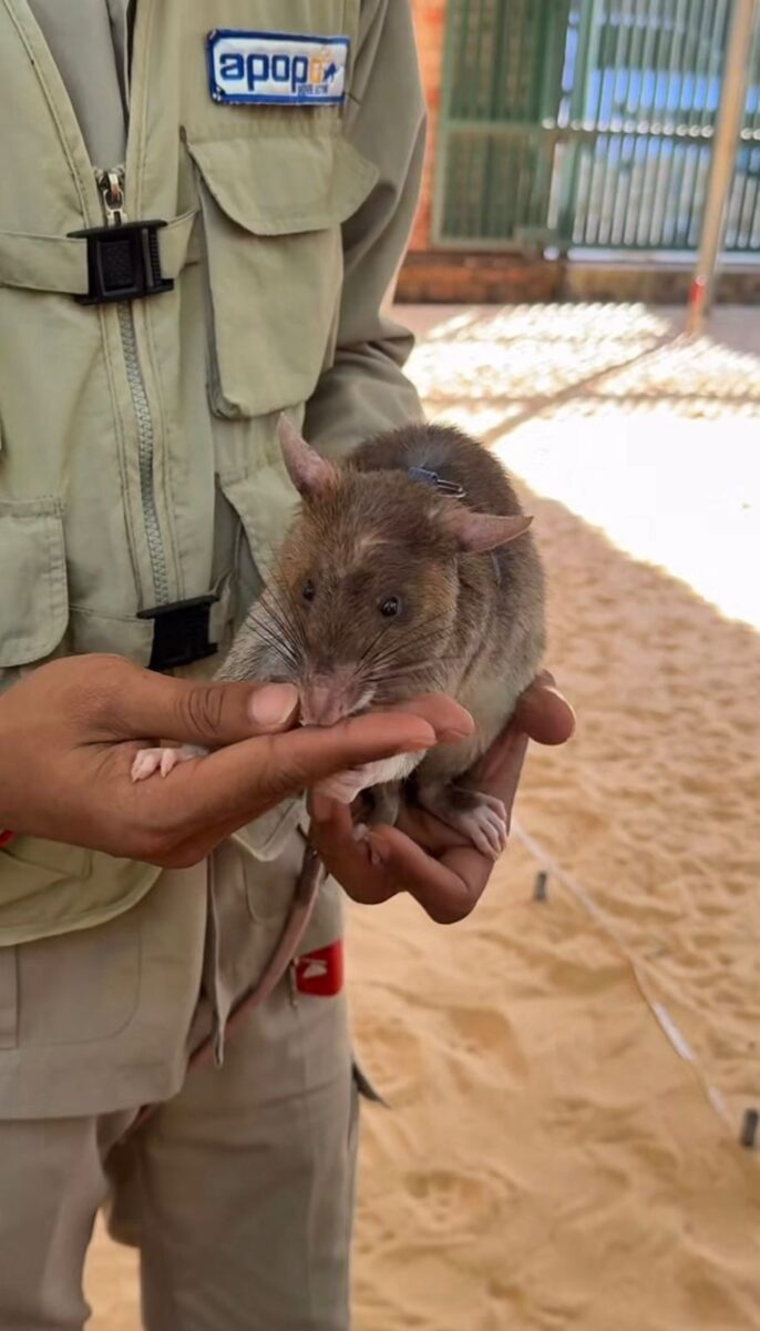 Casal conhecido por registrar viagens pelo mundo compartilhou imagens de ratos treinados que ajudam a detectar minas e até tuberculose.