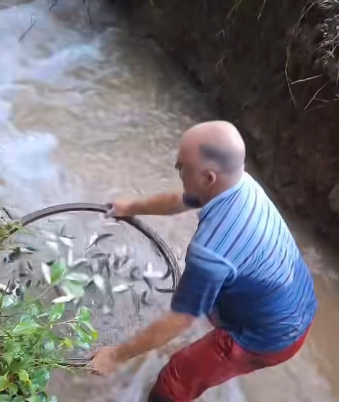 Homem usa peneira e impressiona ao capturar vários lambaris em riacho com técnica simples