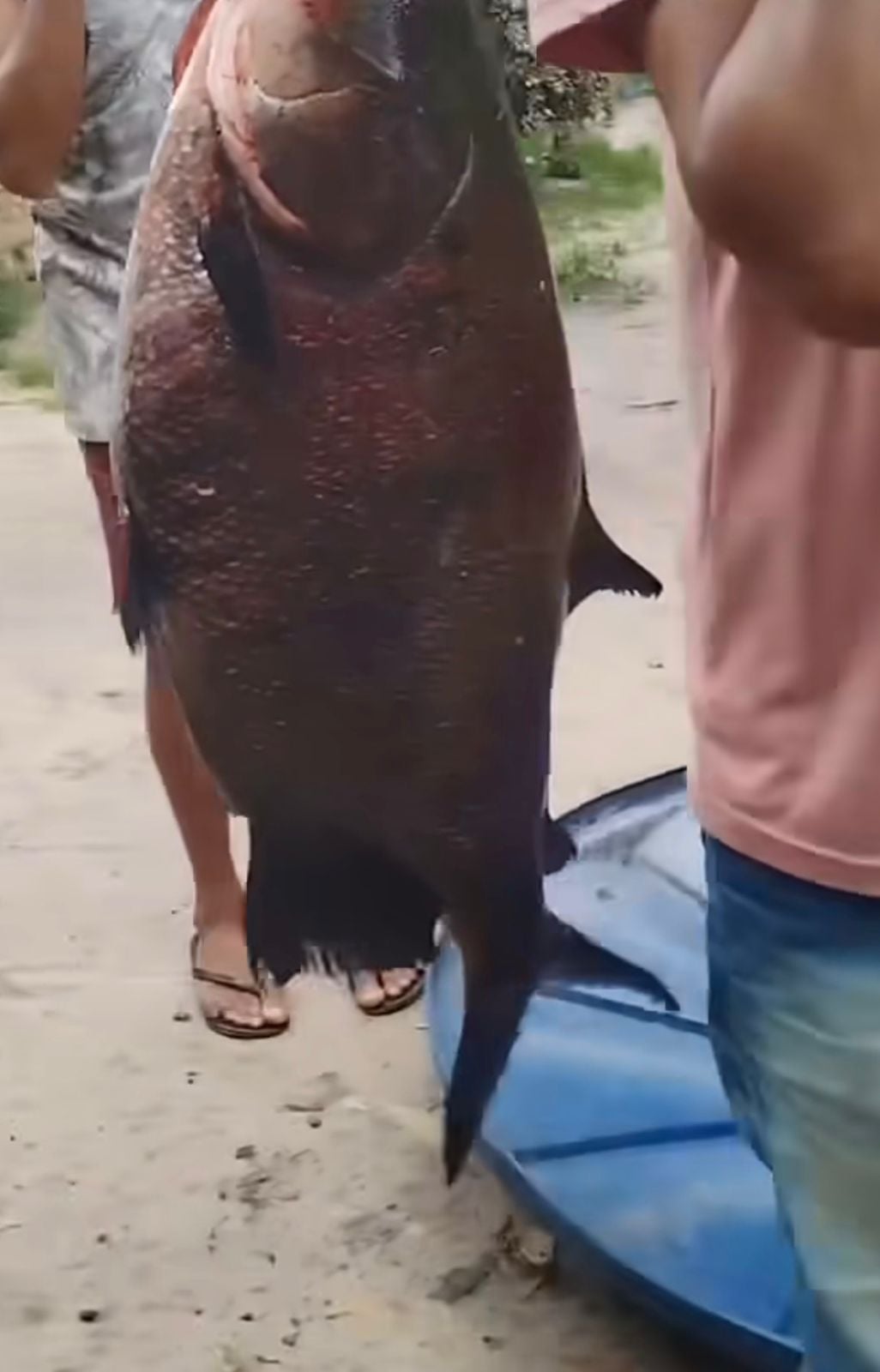 Pescadores capturam tambaqui gigante e vídeo mostrando o tamanho do pescado impressiona