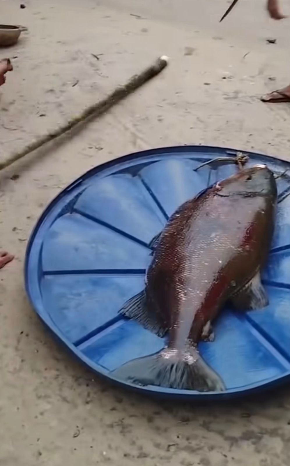 Pescadores capturam tambaqui gigante e vídeo mostrando o tamanho do pescado impressiona