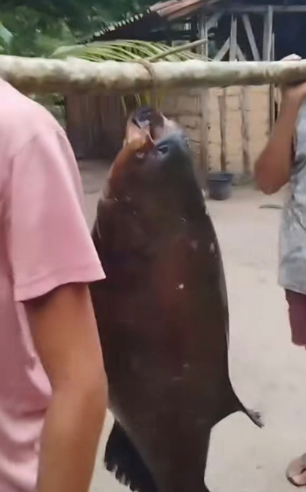 Pescadores capturam tambaqui gigante e vídeo mostrando o tamanho do pescado impressiona