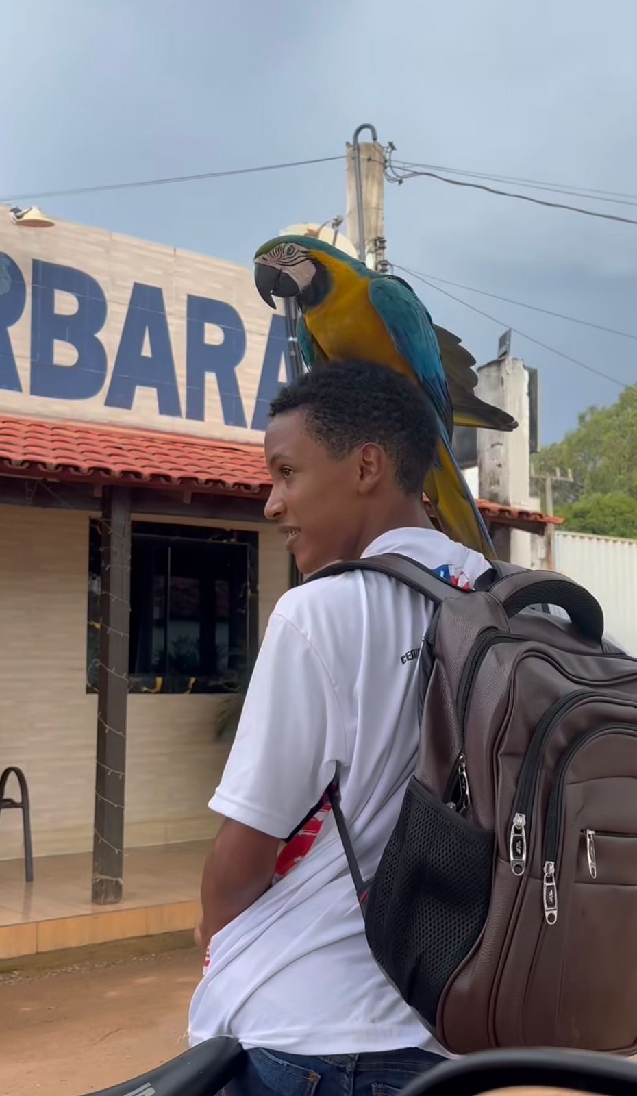 Arara pousa na cabeça de jovem que andava de bicicleta e cena chama atenção