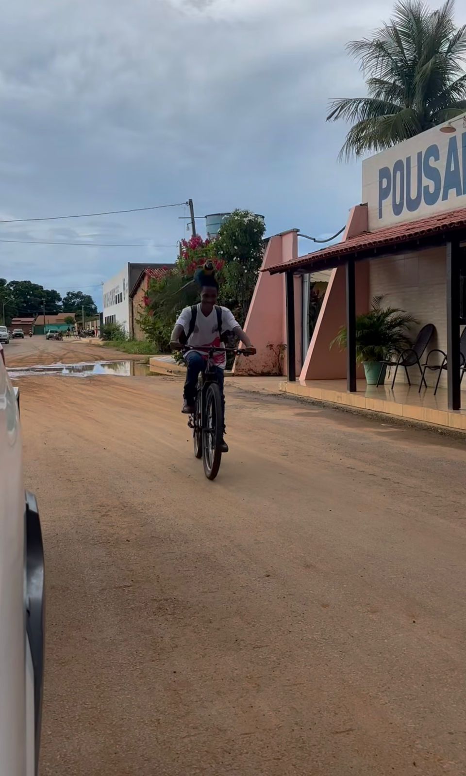 Arara pousa na cabeça de jovem que andava de bicicleta e cena chama atenção
