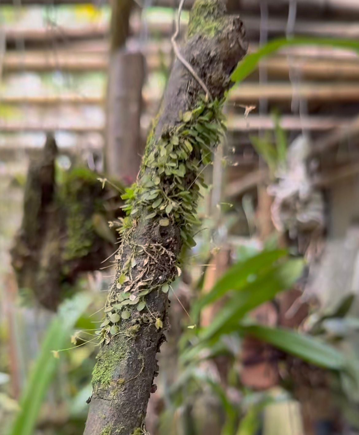 Idoso viraliza ao mostrar cuidados com orquídeas e apresentar a menor espécie do mundo