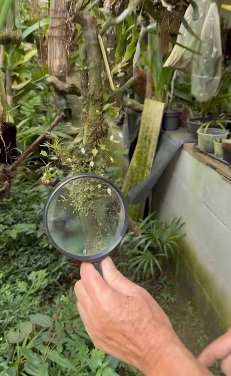 Idoso viraliza ao mostrar cuidados com orquídeas e apresentar a menor espécie do mundo