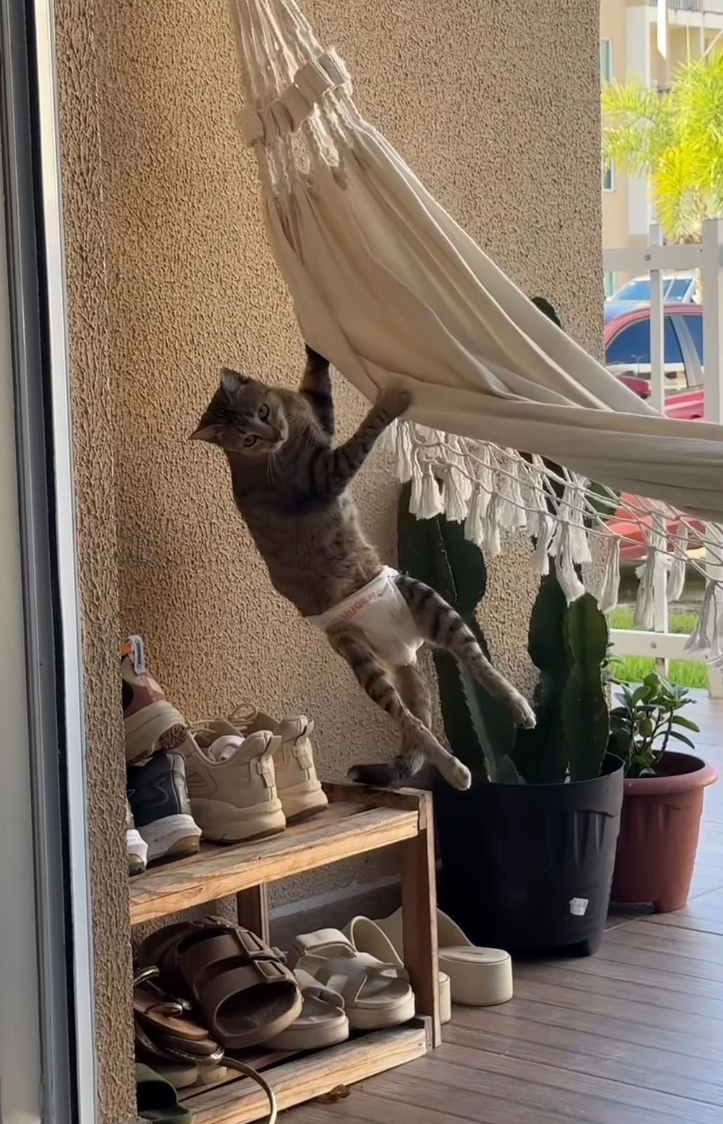 Vídeo de gatinha paraplégica fazendo travessuras conquista internautas nas redes sociais