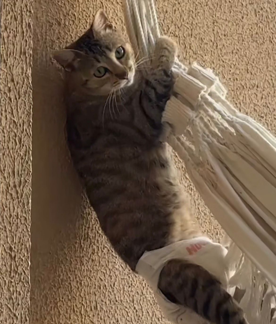 Vídeo de gatinha paraplégica fazendo travessuras conquista internautas nas redes sociais