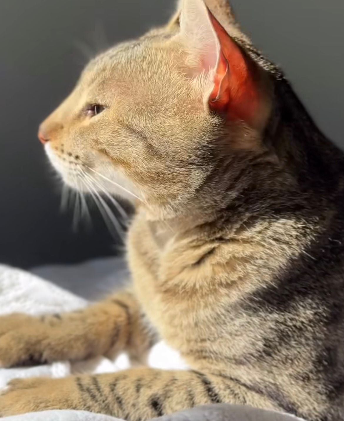 Vídeo de gatinha paraplégica fazendo travessuras conquista internautas nas redes sociais