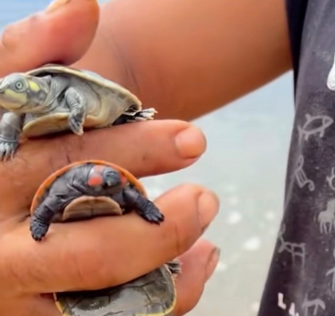 Projeto ambiental prevê libertar cerca de 8 mil filhotes de quelônios na Amazônia neste ano.