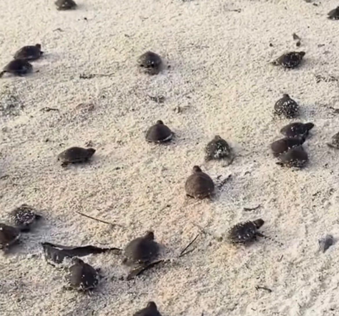 Projeto ambiental prevê libertar cerca de 8 mil filhotes de quelônios na Amazônia neste ano.