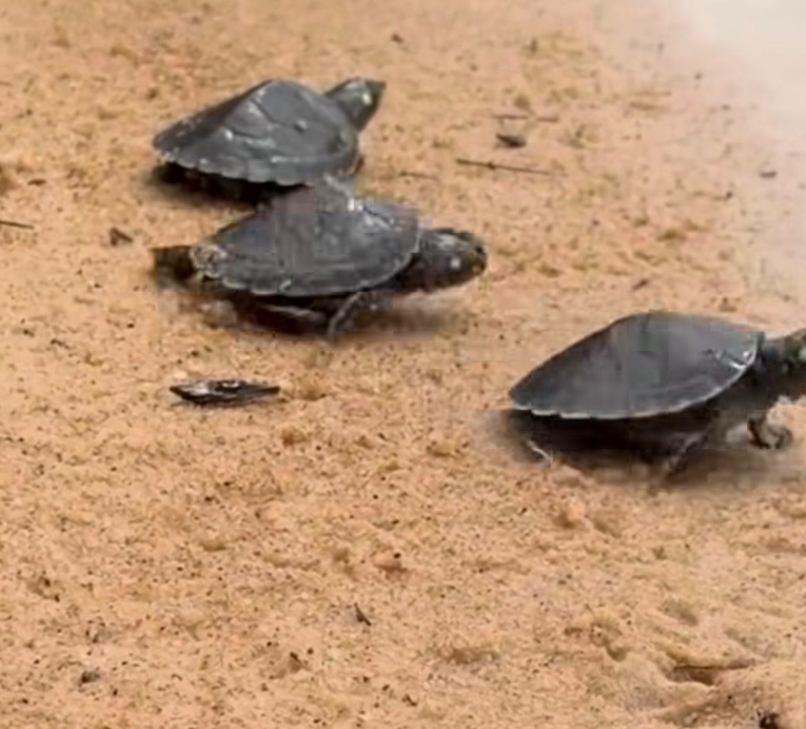 Projeto ambiental prevê libertar cerca de 8 mil filhotes de quelônios na Amazônia neste ano.