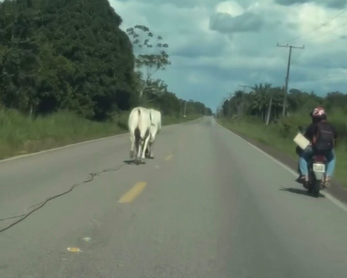 A situação preocupa motoristas que utilizam diariamente a estrada | Foto: Reprodução