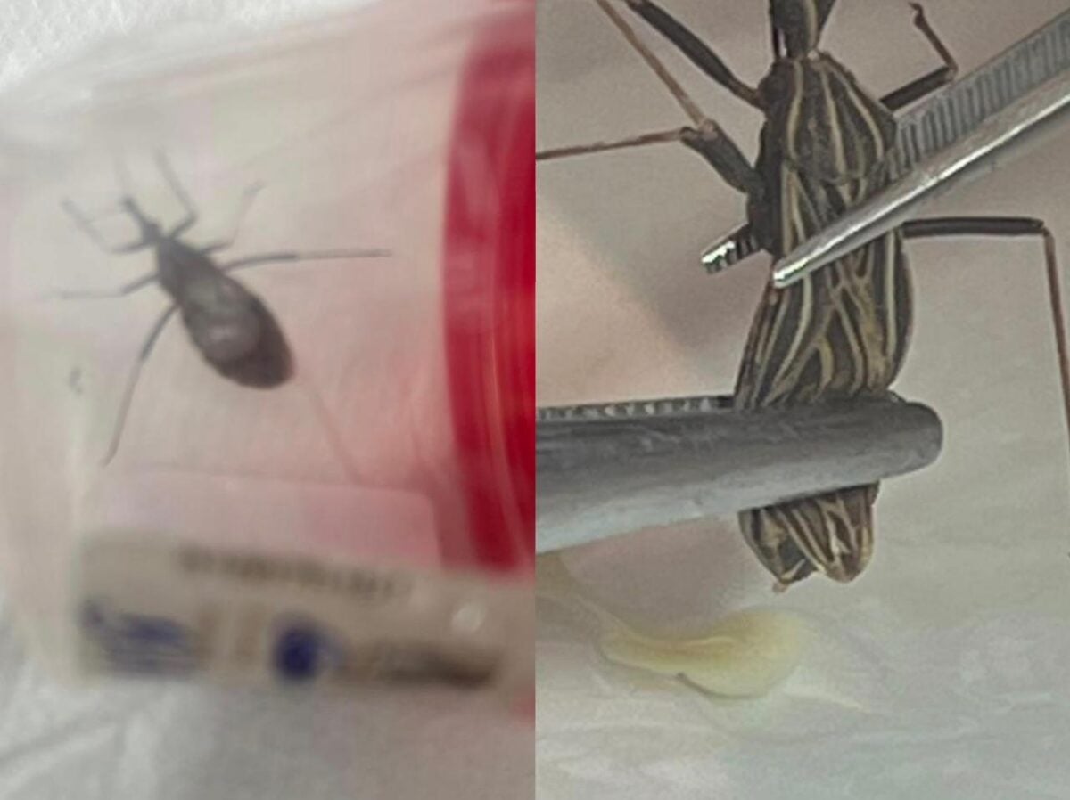 Morador encontra barbeiro em casa e alerta para risco de Chagas em Sena Madureira