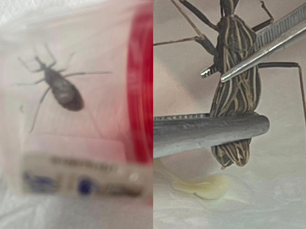 Morador encontra barbeiro em casa e alerta para risco de Chagas em Sena Madureira