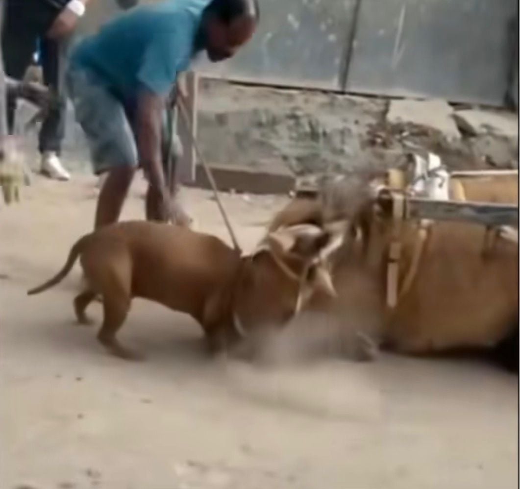 Cavalo preso a carroça é atacado por cadela e cena causa pânico entre moradores