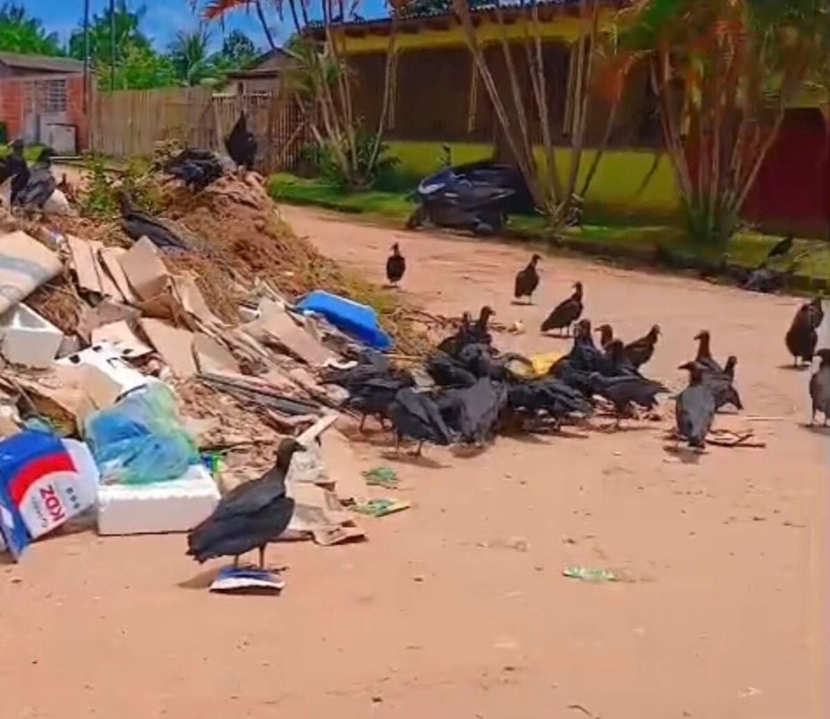 Morador denuncia acúmulo de lixo e presença de urubus em rua de Sena Madureira