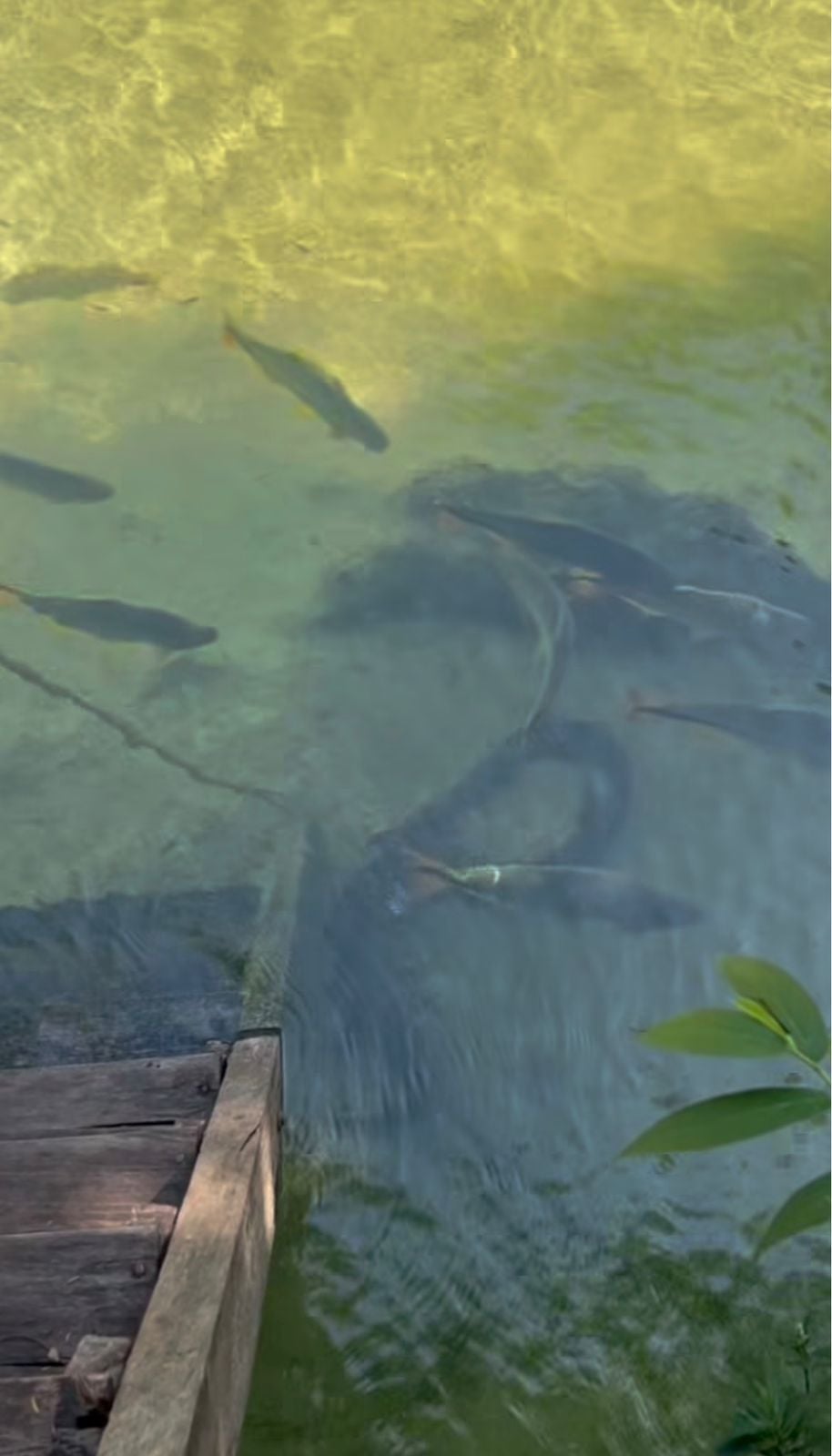 Camuflagem perfeita faz turista quase não perceber presença de sucuri gigante