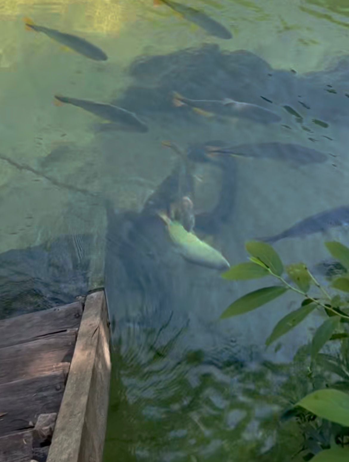 Camuflagem perfeita faz turista quase não perceber presença de sucuri gigante