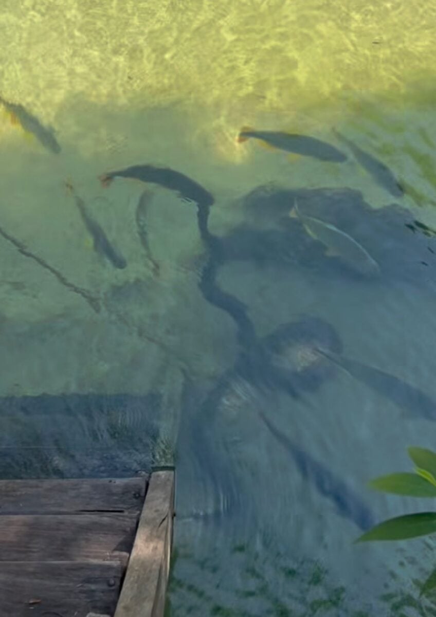 Camuflagem perfeita faz turista quase não perceber presença de sucuri gigante