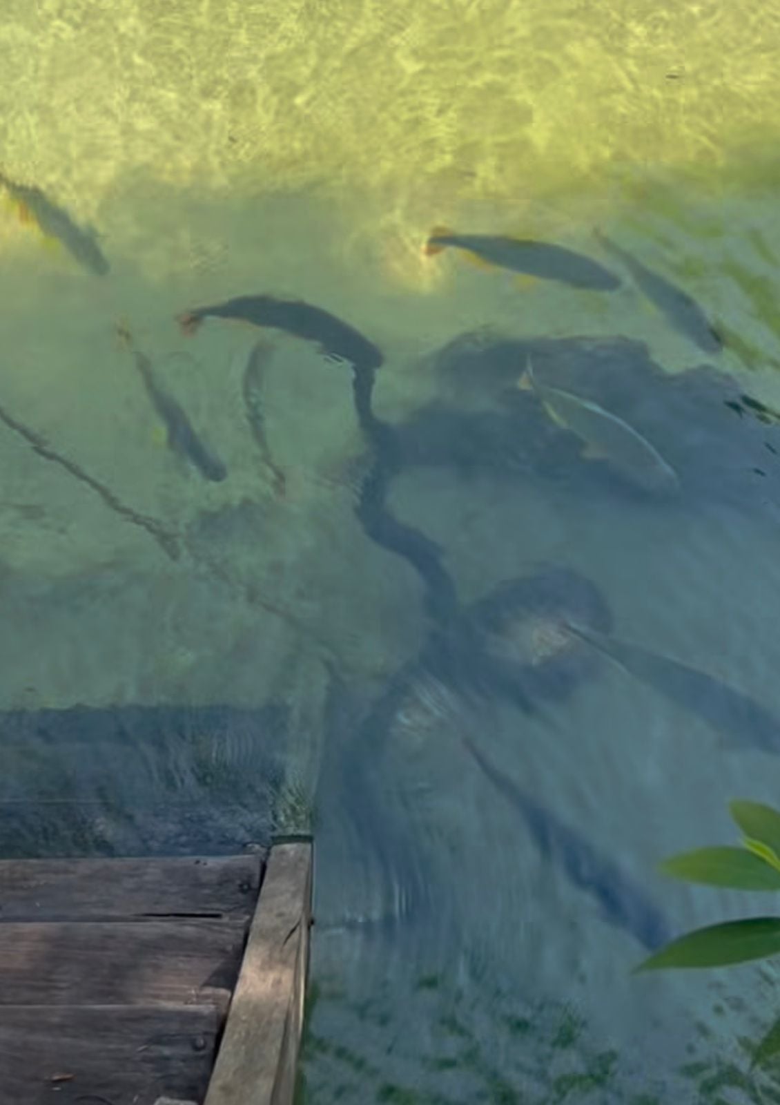 Camuflagem perfeita faz turista quase não perceber presença de sucuri gigante