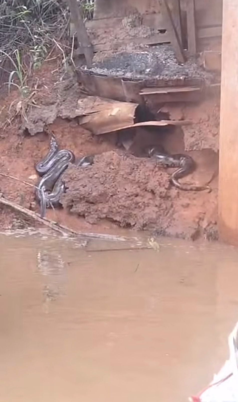 Sucuri gigante descansando é flagrada por amigos em margem de rio