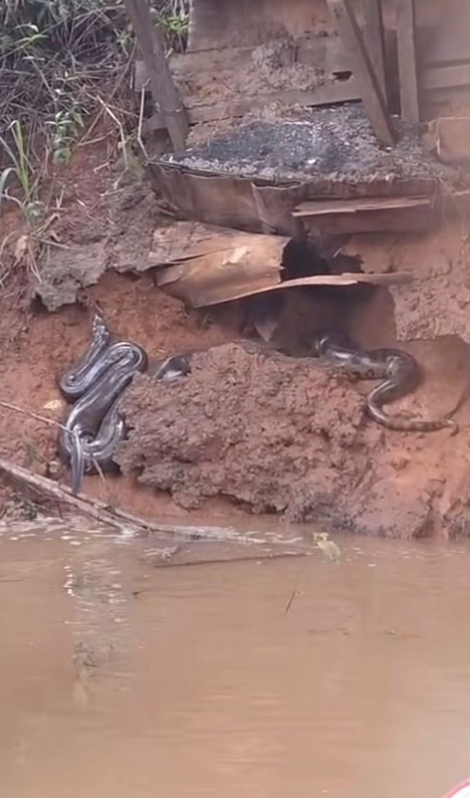 Sucuri gigante descansando é flagrada por amigos em margem de rio