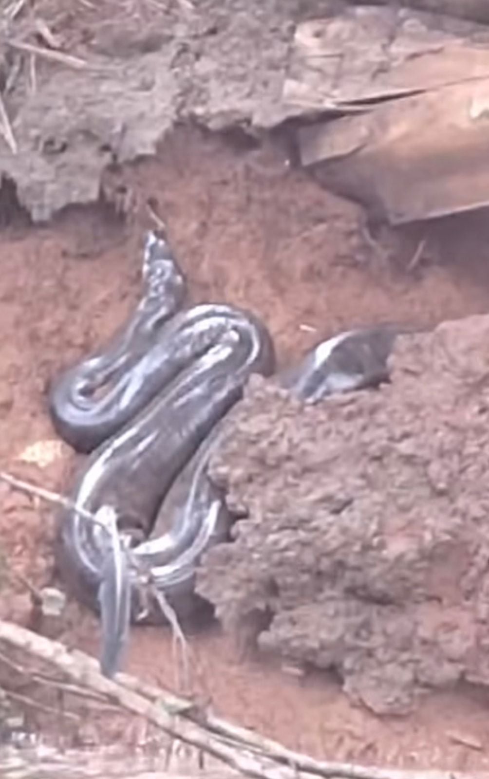 Sucuri gigante descansando é flagrada por amigos em margem de rio
