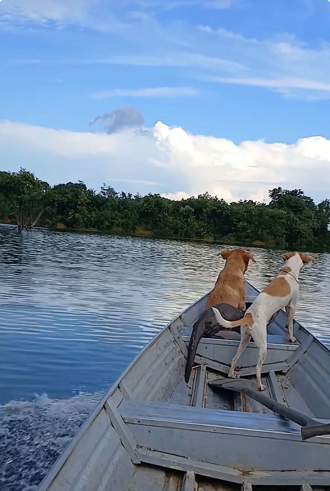 Lontra "adota" morador da Amazônia e convive com grupo de cães