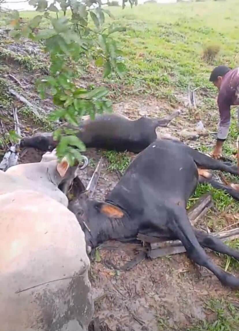 Raio atinge fazenda e mata bois durante forte temporal no interior do Amazonas