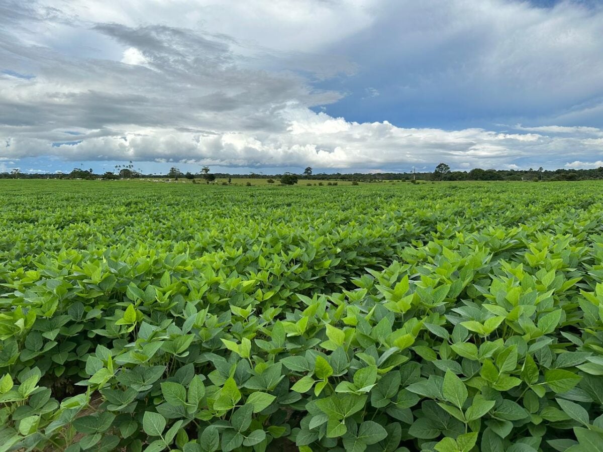 Cotações do agro mostram Cruzeiro do Sul com estabilidade nos preços