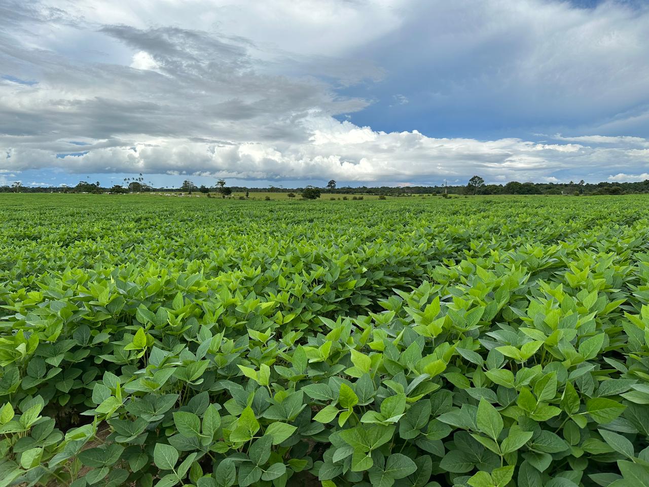 Cotações do agro mostram Cruzeiro do Sul com estabilidade nos preços