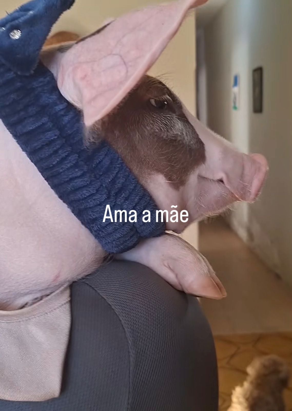 Convivência com porquinha faz influenciadora abandonar o consumo de carne