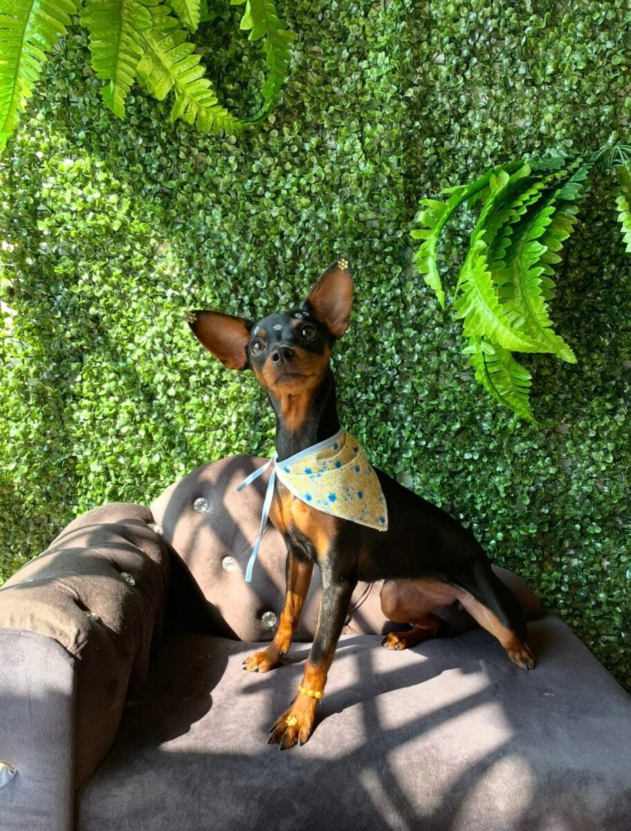 Pinscher Amora desaparece no bairro Floresta e família pede ajuda para encontrá-la