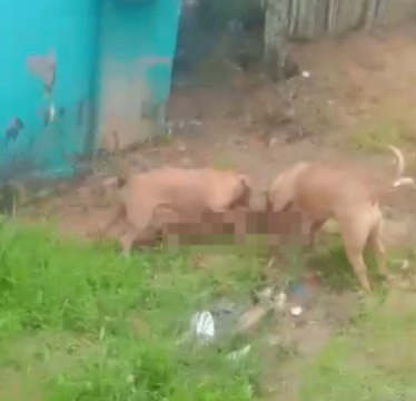 Pitbulls avançam contra cachorro em Sena Madureira