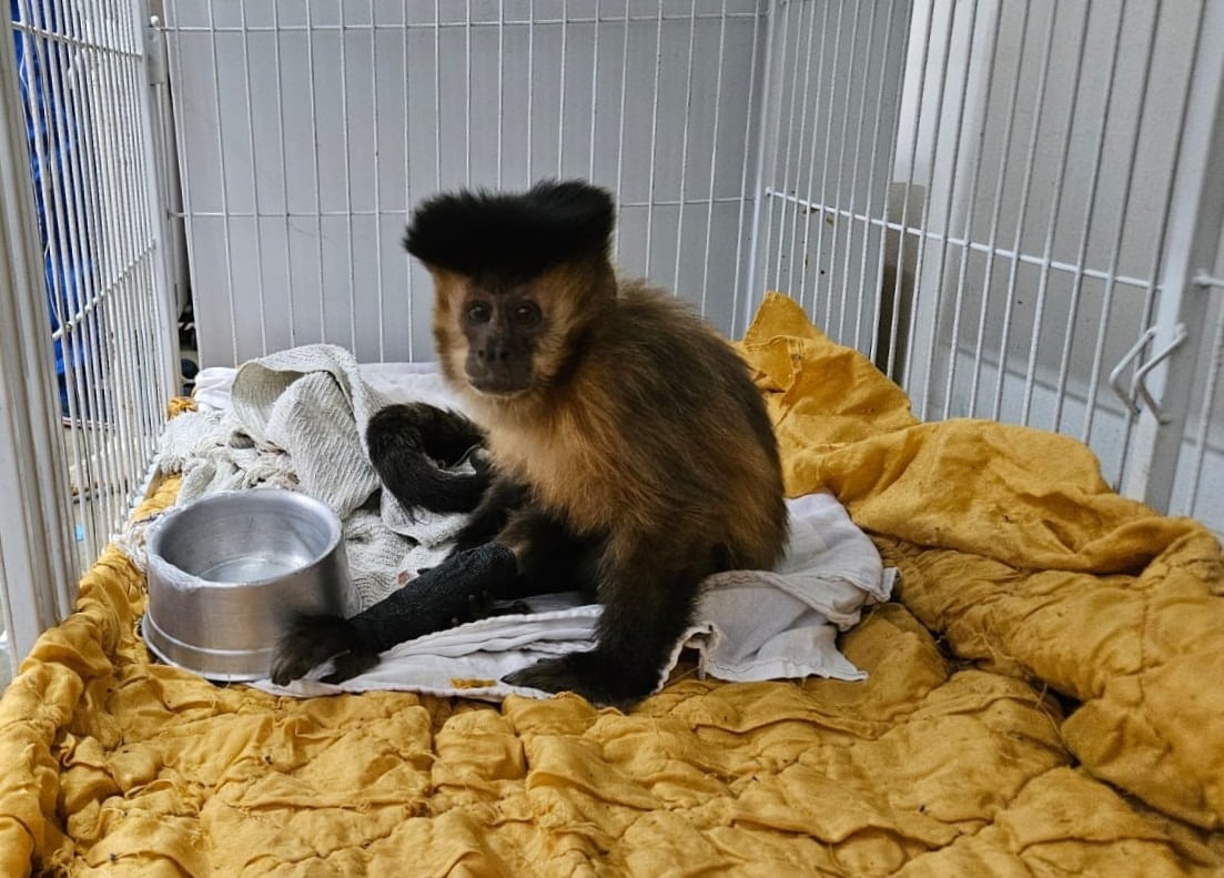 Macaca-prego resgatada recebe diagnóstico raro de diabetes após internação; caso alerta sobre riscos da alimentação inadequada.