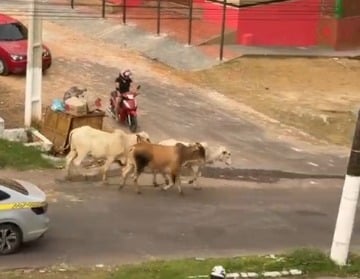 Bois soltos causam correria e assustam estudantes