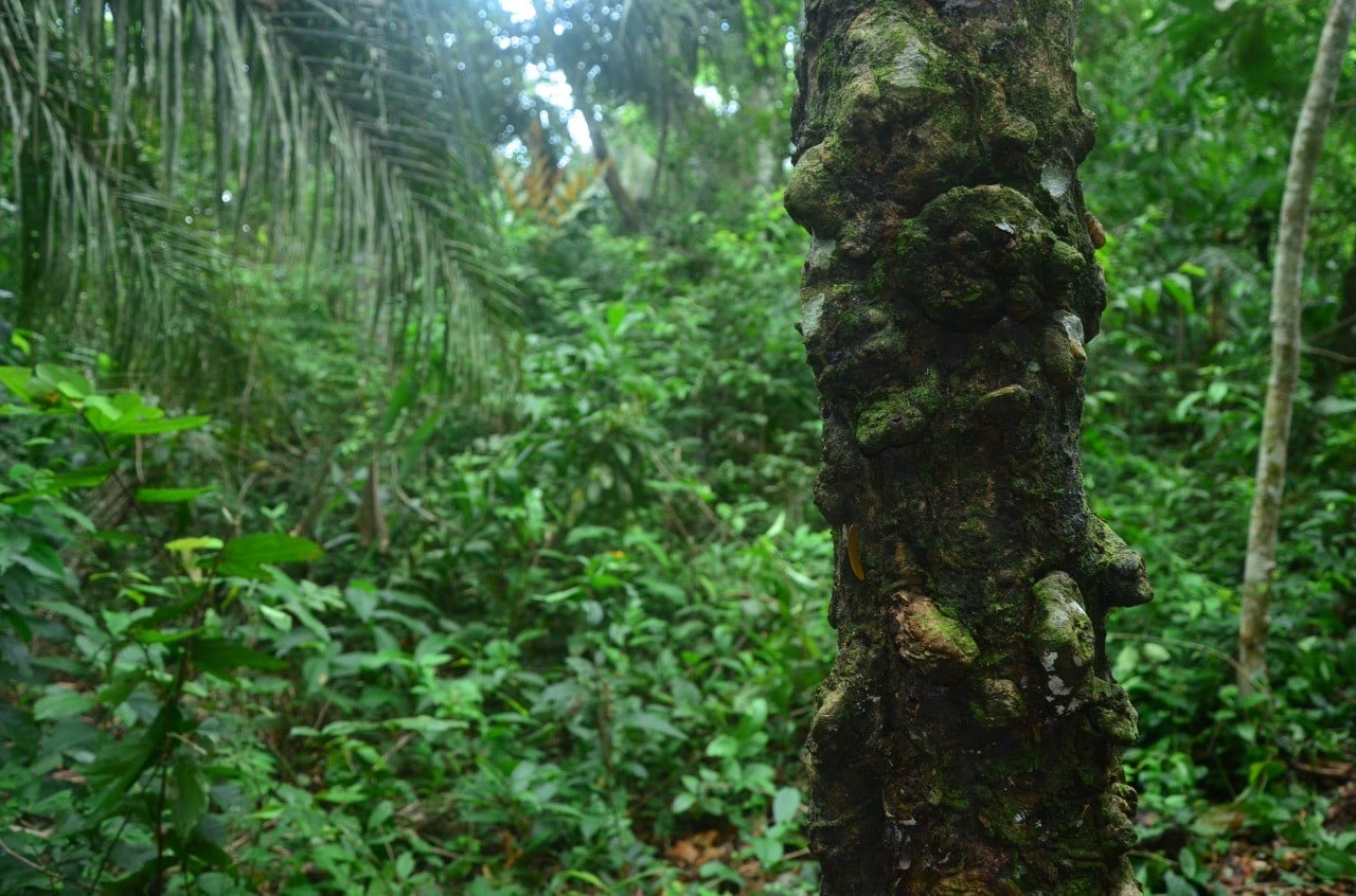 Bosque do Juruá em Cruzeiro do Sul recebe melhorias em trilha
