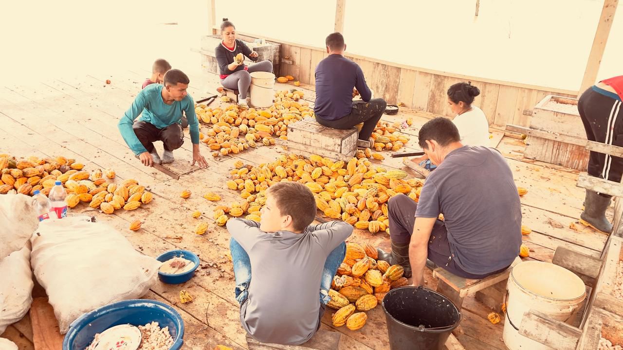 Como a produção de cacau sustentável no Juruá conquistou o mercado internaciona