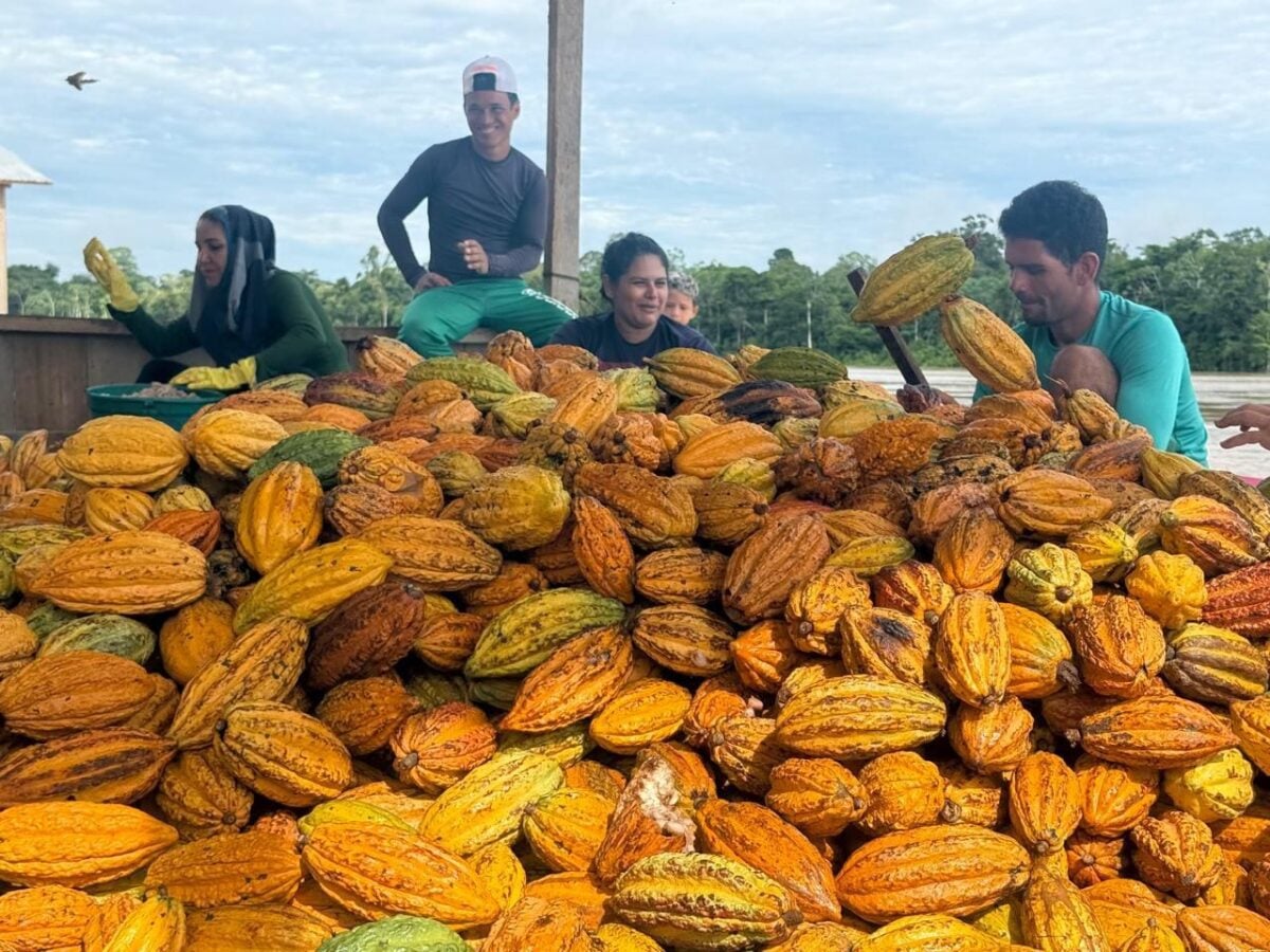 Cacau transforma realidade de famílias ribeirinhas no Juruá e ganha reconhecimento internacionalCacau transforma realidade de famílias ribeirinhas no Juruá e ganha reconhecimento internacional